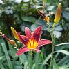 Hemerocallis 'Red Rum' Pot 9 cm