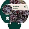 Heuchera 'Black Beauty' Pot 9 cm