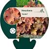 Heuchera 'Caramel' Pot 9 cm