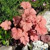 Heuchera 'Caramel' Pot 9 cm