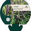 Liriope muscari 'Royal Purple' Pot 9 cm