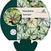 Heuchera 'Green Spice' Pot 9 cm