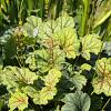 Heuchera 'Green Spice' Pot 9 cm