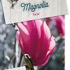 Magnolia 'Ricki' Pot 5 Liter 60 - 80 cm