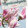 Magnolia soul. 'Superba' Pot 5 Liter 60 - 80 cm