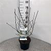 Magnolia stellata Pot 5 Liter 60 - 80 cm