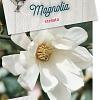 Magnolia stellata Pot 5 Liter 60 - 80 cm
