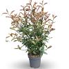 Photinia fraseri 'Red Robin' Pot 12 liter 125 - 150 cm