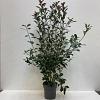 Photinia fraseri 'Red Robin' Pot 12 liter 100 - 125 cm