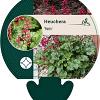 Heuchera 'Paris' Pot 9 cm