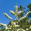 Viburnum plic. 'Mariesii' Pot 12 liter 80 - 100 cm