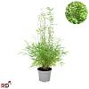 Fargesia nitida 'Gansu 95/2' Pot 5 Liter 60 - 80 cm
