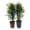 Taxus baccata Pot 4 Liter 50 - 60 cm