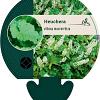 Heuchera villosa macrorrhiza Pot 9 cm