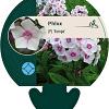 Phlox (P) 'Europa' Pot 9 cm