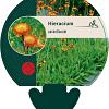 Hieracium aurantiacum Pot 9 cm