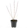 Cornus sang. 'Anny's Winter Orange' Pot 2 Liter