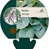 Hosta 'Blue Angel' Pot 9 cm