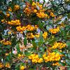 Pyracantha 'Soleil d'Or' Pot 2 Liter80 - 100 cm