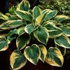 Hosta 'Brim Cup' Pot 9 cm