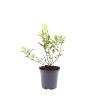 Hydrangea pan. Magical Matterhorn Pot 1,5 liter