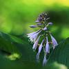 Hosta 'Fortunei Hyacinthina' Pot 9 cm