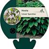 Hosta 'Fortunei Hyacinthina' Pot 9 cm