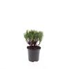 Pinus mugo mugo Pot 1,5 liter