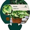 Hosta 'Golden Tiara' Pot 9 cm