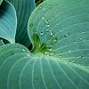 Hosta 'Krossa Regal' Pot 9 cm