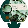 Hosta 'Krossa Regal' Pot 9 cm