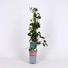 Parthenocissus tr. 'Veitch.Robusta' Pot 2 Liter