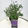 Buddleja d. 'Black Knight' Pot 10 liter