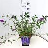 Buddleja d. 'Empire Blue' Pot 10 liter