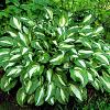 Hosta 'Undulata Mediovariegata' Pot 9 cm
