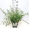 Buddleja d. 'White Profusion' Pot 10 liter