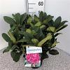 Rhododendron 'Germania' Pot 5 Liter 
