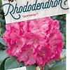 Rhododendron 'Germania' Pot 5 Liter 