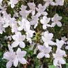 Rhododendron (AZ) 'Luzi' Pot 10 liter