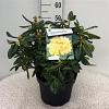 Rhododendron 'Nancy Evans' Pot 10 liter