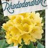 Rhododendron 'Nancy Evans' Pot 10 liter