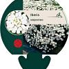 Iberis sempervirens Pot 9 cm