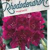 Rhododendron (P) 'Polarnacht' Pot 10 liter