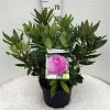 Rhododendron (P) 'Polarnacht' Pot 10 liter