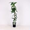 Clematis arm. 'Snowdrift' Pot 2 Liter80 - 100 cm