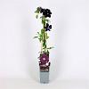 Clematis 'Warszawska Nike' Pot 2 Liter