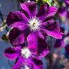 Clematis 'Warszawska Nike' Pot 2 Liter