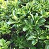 Euonymus jap. 'Green Rocket' Pot 3 Liter 30 - 40 cm