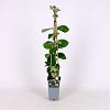 Lonicera tellmanniana Pot 2 Liter
