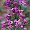 Lunaria annua Pot 9 cm